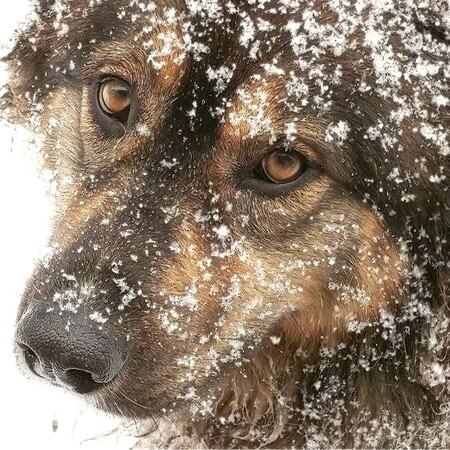 Entry image for Sadie Mae . Clicking this image will show a larger photo