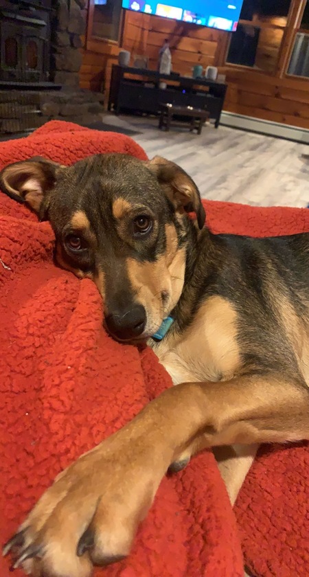 Entry image for Hodie. Clicking this image will show a larger photo