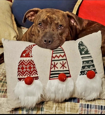 Entry image for Pepper. Clicking this image will show a larger photo