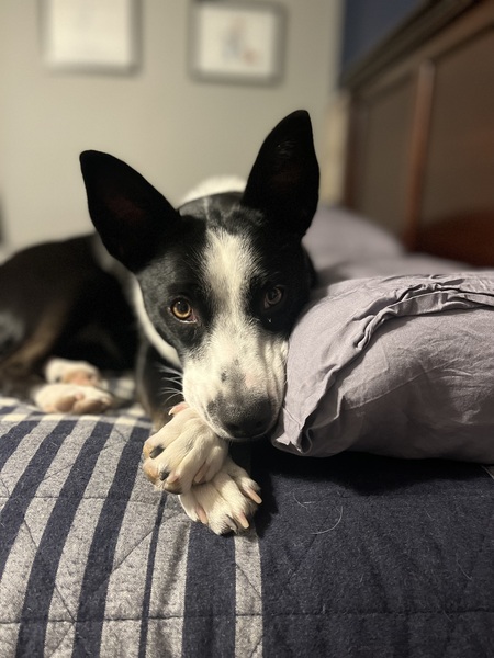 Entry image for Quinn. Clicking this image will show a larger photo