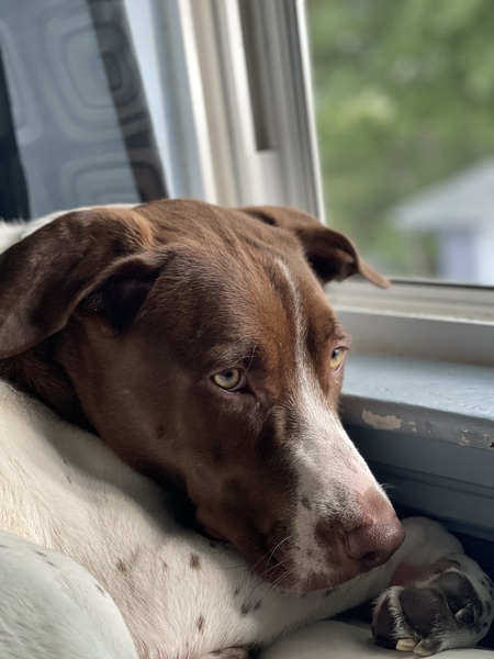 Entry image for Freckles . Clicking this image will show a larger photo