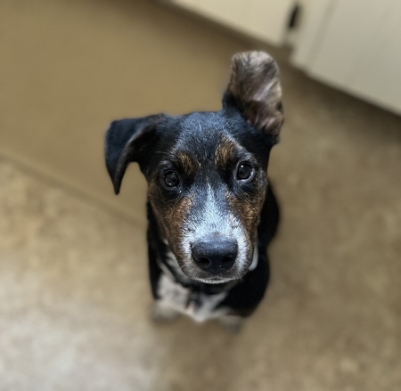 Entry image for Rocky. Clicking this image will show a larger photo