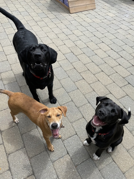 Entry image for Rex & Penny . Clicking this image will show a larger photo