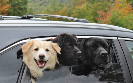 Entry image for Moose (formerly Shaq). Clicking this image will show a larger photo