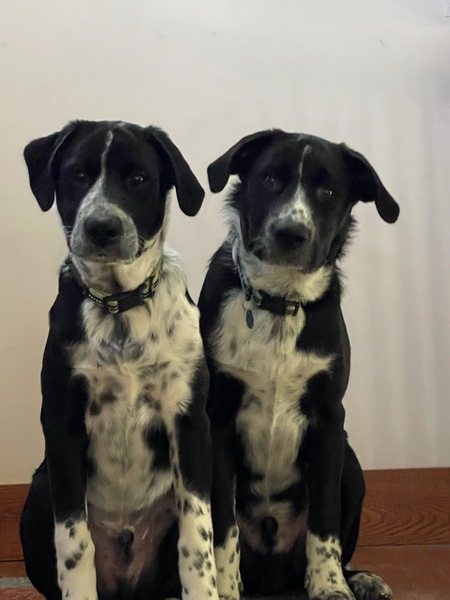 Entry image for Boomer and Bentley . Clicking this image will show a larger photo