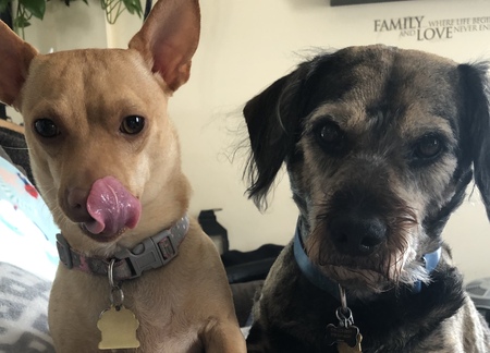 Entry image for Bruno & Cashew. Clicking this image will show a larger photo