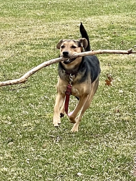 Entry image for Tessi. Clicking this image will show a larger photo