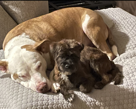 Entry image for Jewl’s and Chance. Clicking this image will show a larger photo