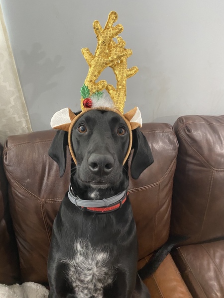 Entry image for Charlie. Clicking this image will show a larger photo