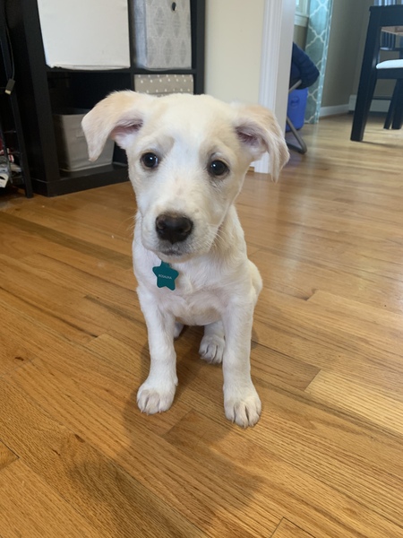 Entry image for Rosalina. Clicking this image will show a larger photo