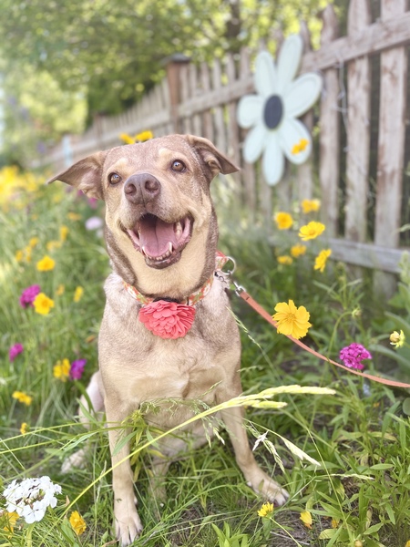 Entry image for Piper. Clicking this image will show a larger photo