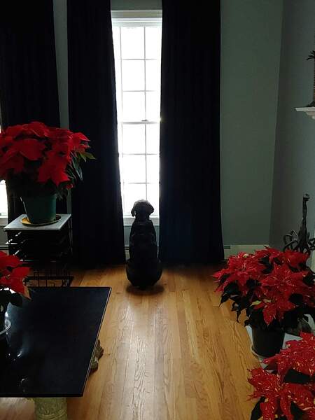 Entry image for Olive. Clicking this image will show a larger photo