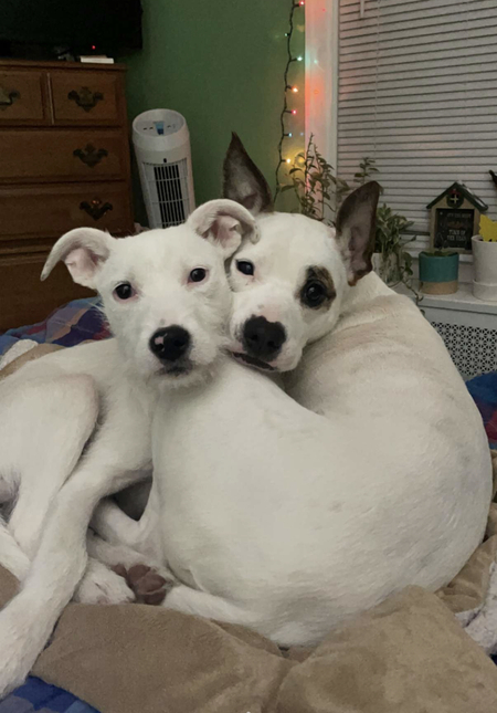 Entry image for Piper and Luna. Clicking this image will show a larger photo