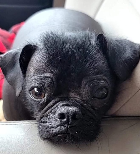 Entry image for Vito The Naked Pug. Clicking this image will show a larger photo