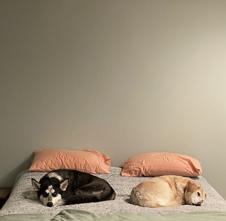 Entry image for Skye and Nala. Clicking this image will show a larger photo