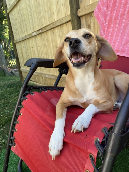 Entry image for Sally Beagle. Clicking this image will show a larger photo