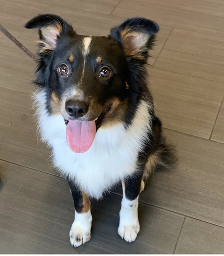 Entry image for Levi. Clicking this image will show a larger photo