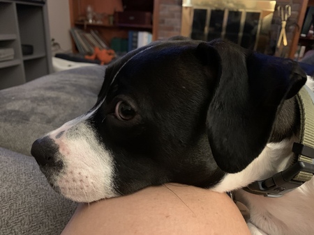 Entry image for Bruno. Clicking this image will show a larger photo