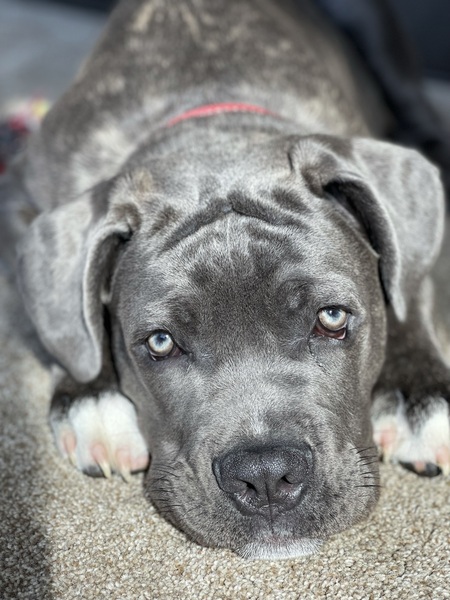 Entry image for Diesal. Clicking this image will show a larger photo