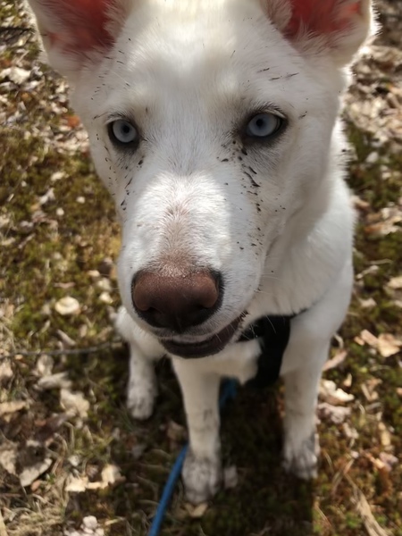 Entry image for Ingrid. Clicking this image will show a larger photo