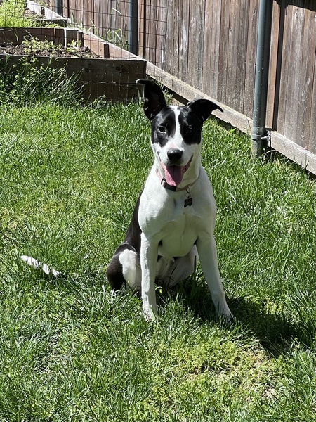 Entry image for Luna. Clicking this image will show a larger photo