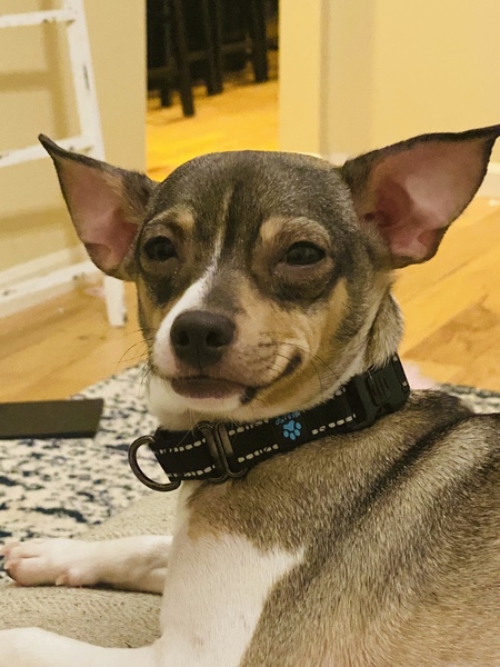 Entry image for Norman. Clicking this image will show a larger photo