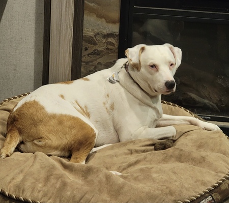 Entry image for Remy. Clicking this image will show a larger photo