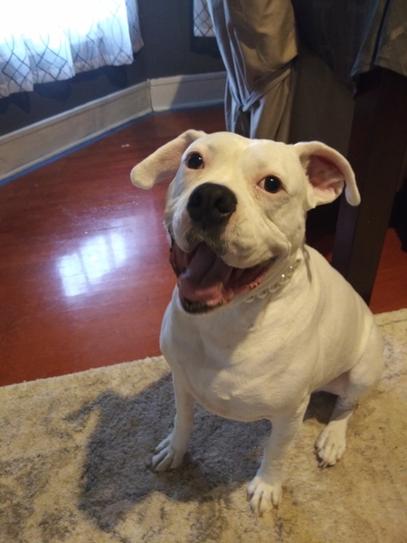 Entry image for Sugar. Clicking this image will show a larger photo