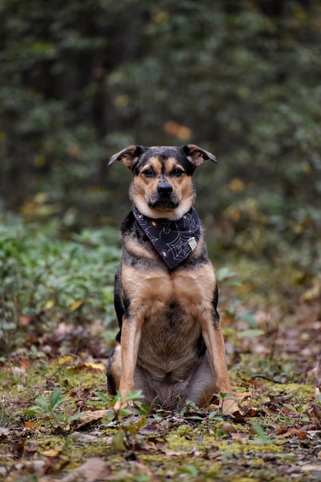 Entry image for Luna. Clicking this image will show a larger photo