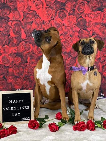 Entry image for Sadie and Ripley. Clicking this image will show a larger photo