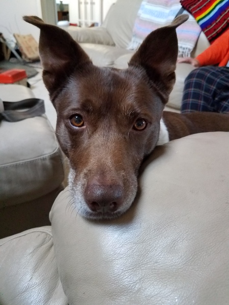 Entry image for Kori. Clicking this image will show a larger photo