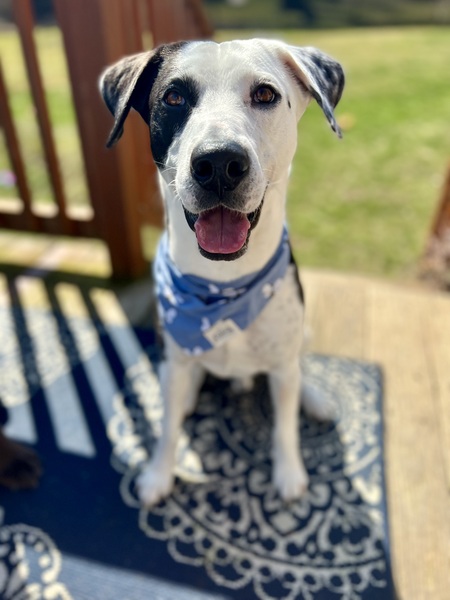 Entry image for Otto. Clicking this image will show a larger photo