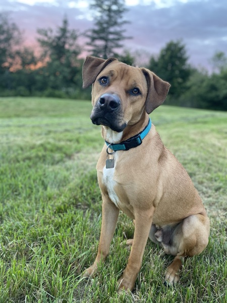 Entry image for Bentley. Clicking this image will show a larger photo