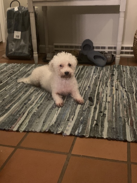 Entry image for Pearl Elizabeth Lambchop Diamond . Clicking this image will show a larger photo