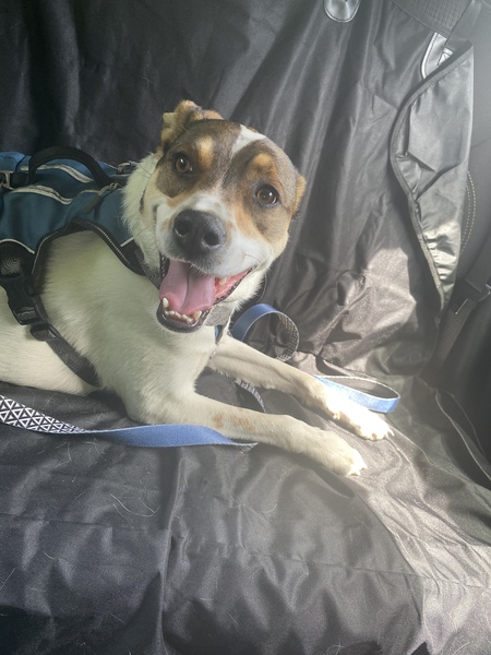 Entry image for Nash. Clicking this image will show a larger photo