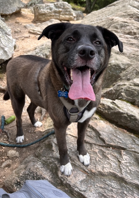 Entry image for Chaz . Clicking this image will show a larger photo