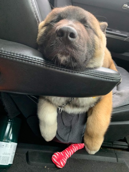 Entry image for Mia. Clicking this image will show a larger photo