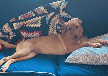 Entry image for Zoey. Clicking this image will show a larger photo