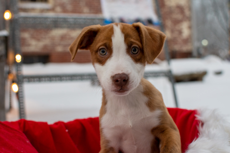 Entry image for Melody . Clicking this image will show a larger photo