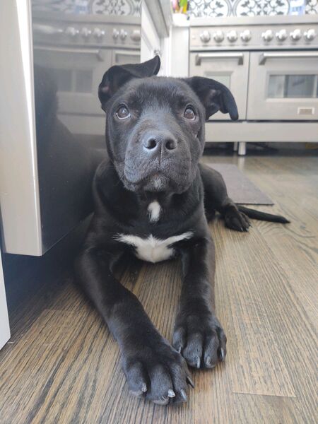 Entry image for Nico. Clicking this image will show a larger photo