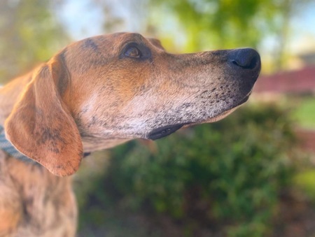 Entry image for Casey. Clicking this image will show a larger photo