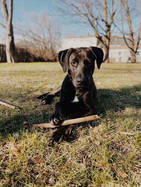 Entry image for Jack . Clicking this image will show a larger photo