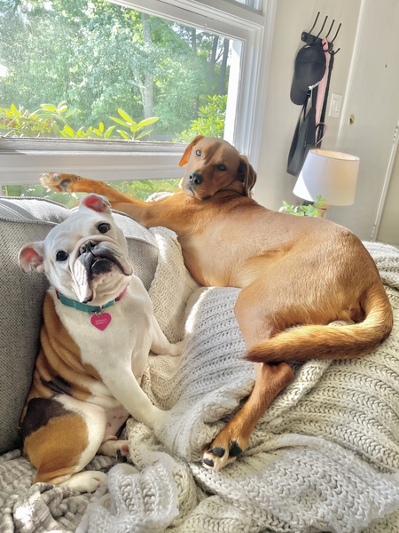 Entry image for Wilson & Snubbull. Clicking this image will show a larger photo