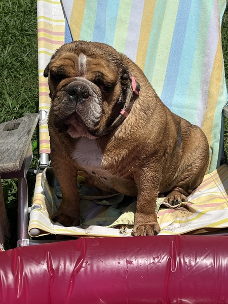 Entry image for Maxwell FEZ. Clicking this image will show a larger photo