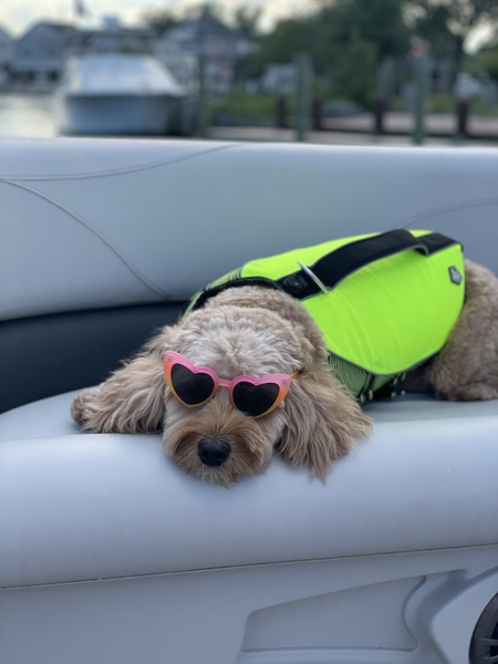 Entry image for Trixie . Clicking this image will show a larger photo