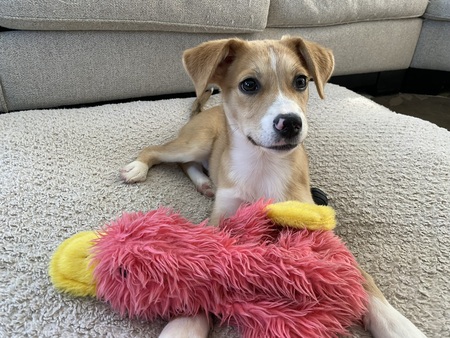 Entry image for Penny. Clicking this image will show a larger photo