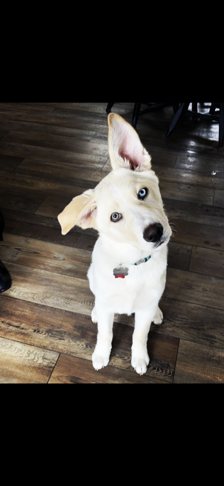 Entry image for Humphrey . Clicking this image will show a larger photo