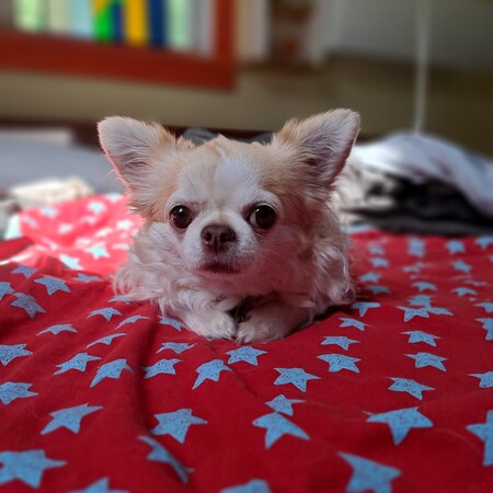 Entry image for Paloma. Clicking this image will show a larger photo