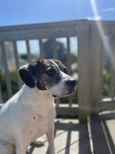 Entry image for Ash . Clicking this image will show a larger photo