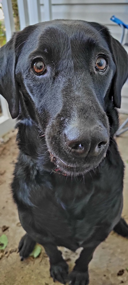 Entry image for Phoenix . Clicking this image will show a larger photo